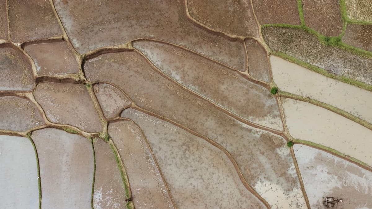 aerial view of wheat fields