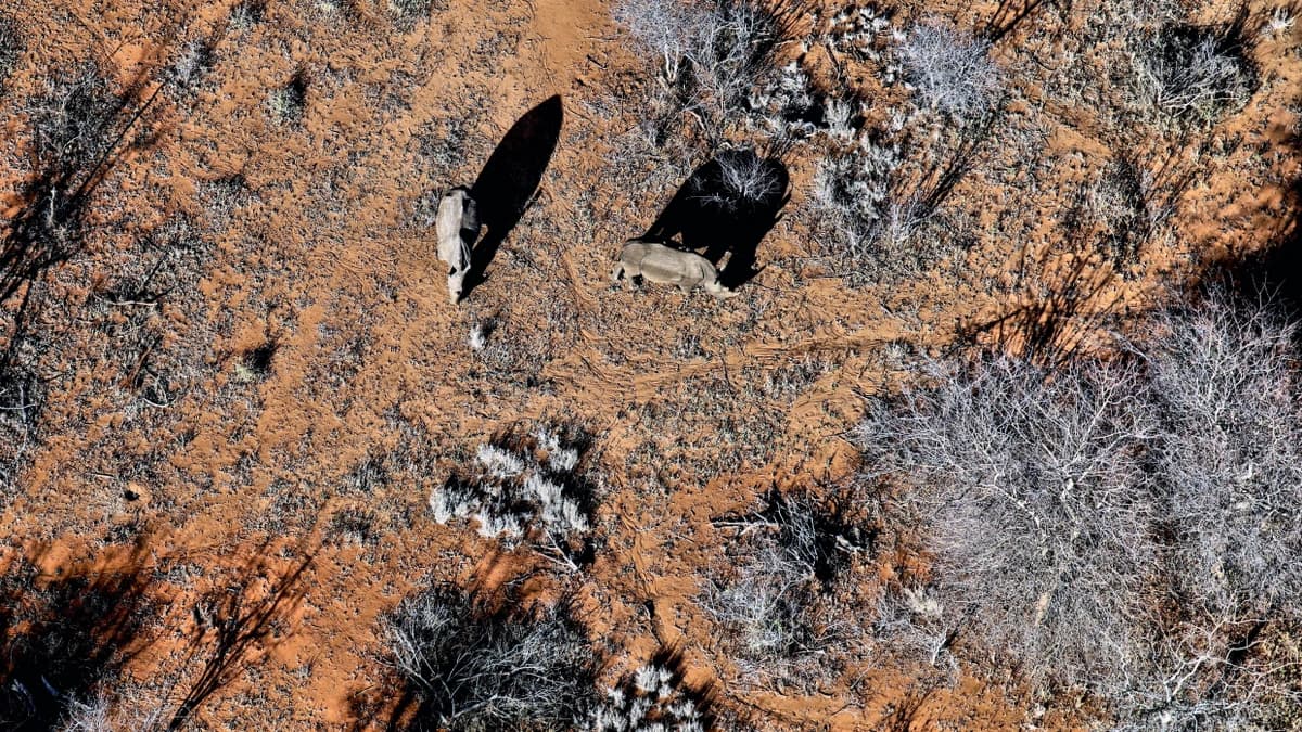 aerial view of rhinos and trees