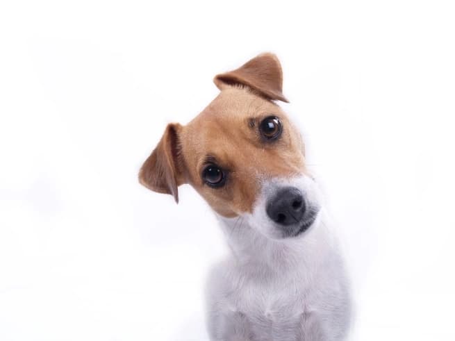 dog tilting its head and looking at camera