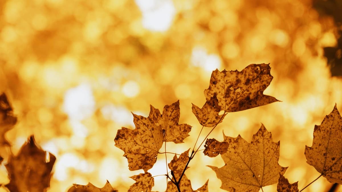 Dying fall leaves close up with golden yellow blurred background